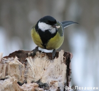 ����� �� ���������